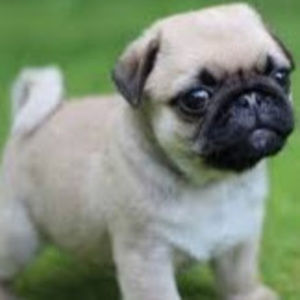 Meet your Posher, Anna grace